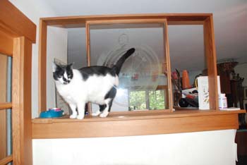 catnat